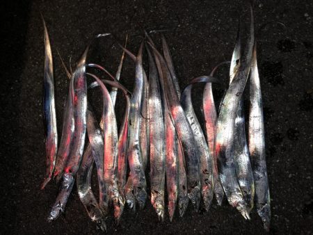 タチウオ入れ食い