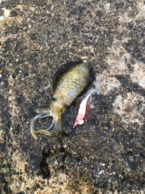 強風・大雨の中のエギング