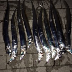 秋の大型シーバス！到来