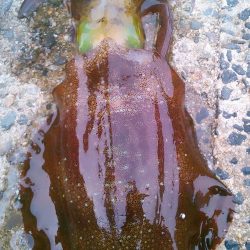 強行しました！