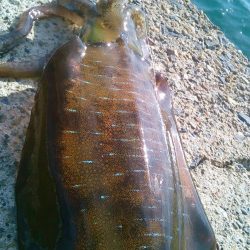 今秋最大530g ↗