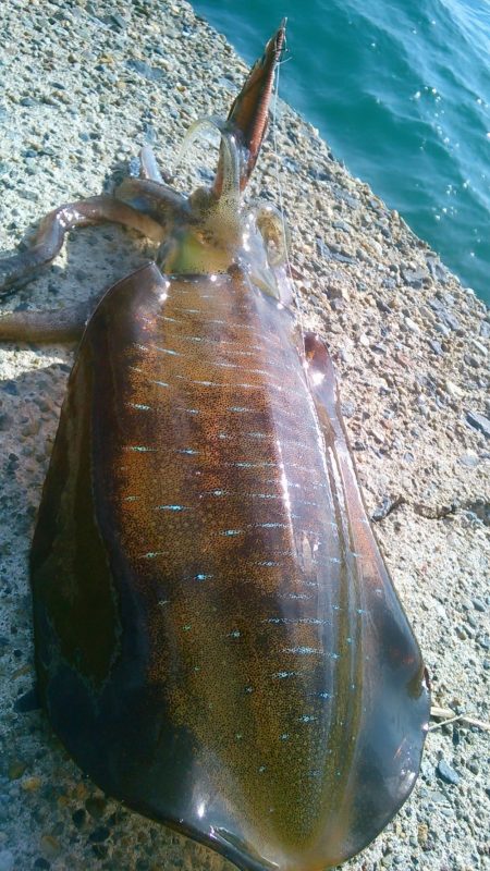 今秋最大530g ↗