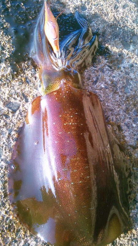 ラン♪ガンしてボツぼつ～♪