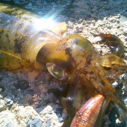 風とうねりで･・･・！