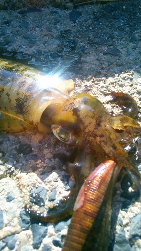 風とうねりで･・･・！