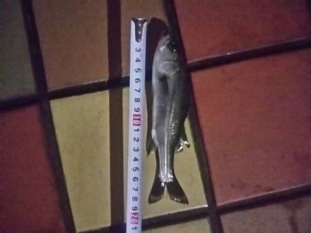 寒くなってきました　～辰巳一付近～