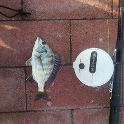 餌付け　～豊洲ぐるり公園～