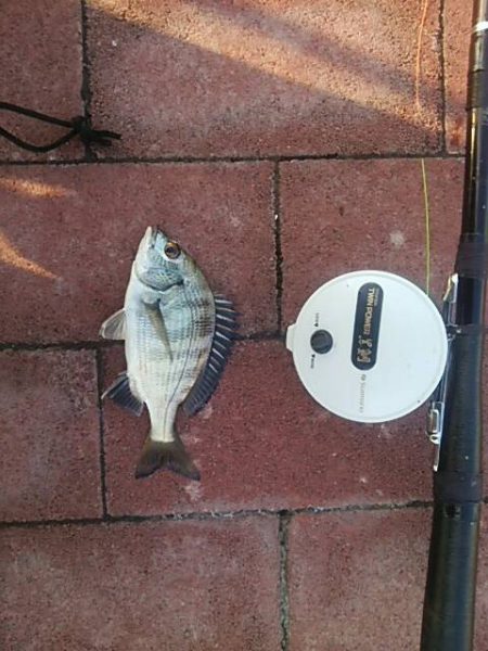 餌付け　～豊洲ぐるり公園～