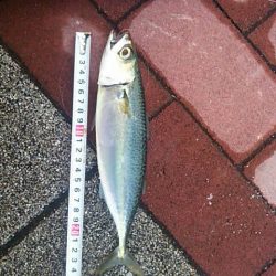 まさかの・・・　～豊洲ぐるり公園～