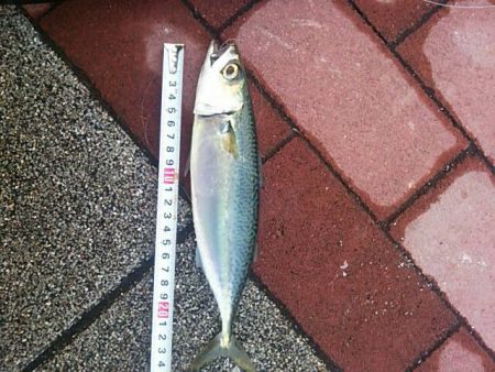 まさかの・・・　～豊洲ぐるり公園～