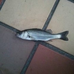 シブイ・・・　～辰巳一付近～