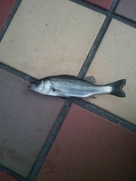 シブイ・・・　～辰巳一付近～