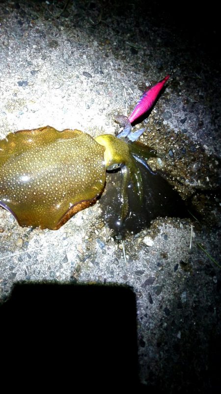 行って良かった