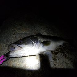 ランカーサイズ!