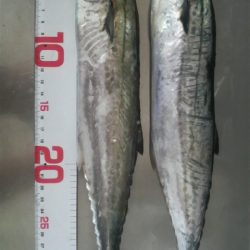 サゴシ回遊の為アオリ避難中?