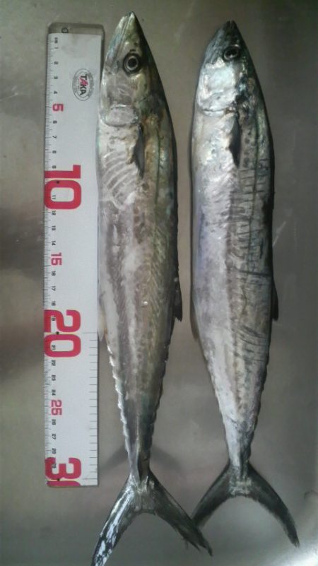 サゴシ回遊の為アオリ避難中?