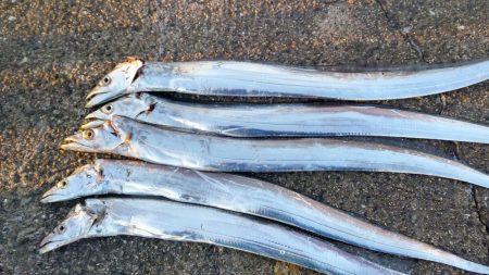 今年初めてのタッチー