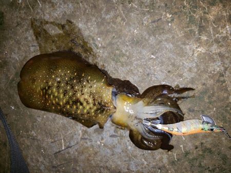 楽しくエギング