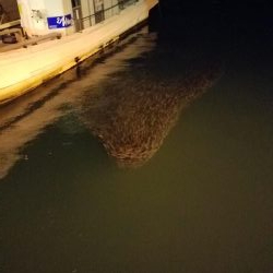 ボチボチな釣果