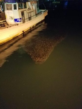 ボチボチな釣果