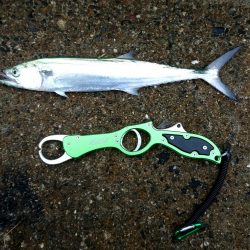 ジグ～エギング