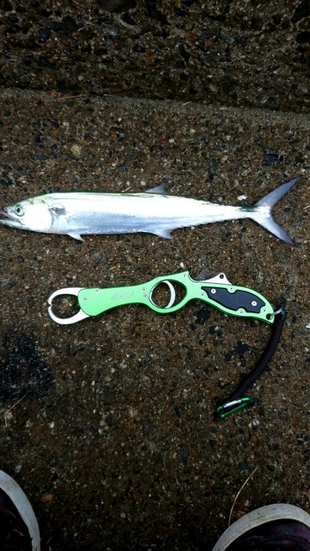 ジグ～エギング