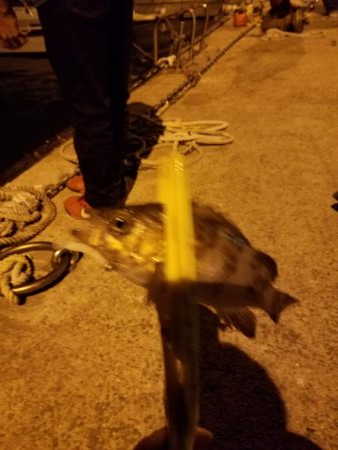 ボチボチな釣果