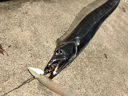 坊勢タチウオ（2018-1）