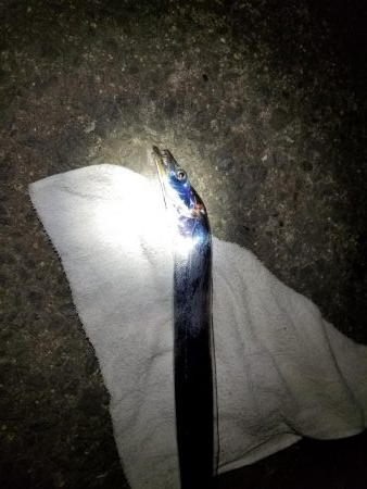 水軒ひと多し。しかし太刀魚は・・・