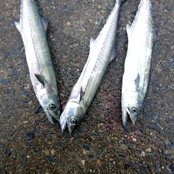 雨でも跳ねまくり
