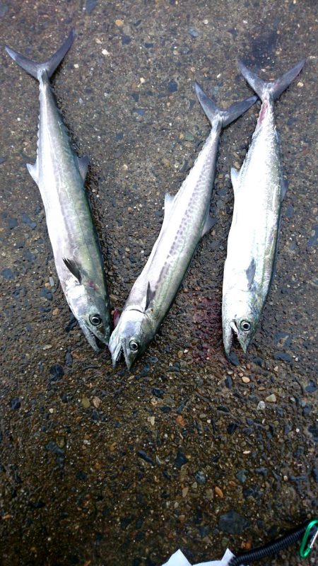 雨でも跳ねまくり