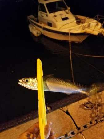 しっぶーい釣果