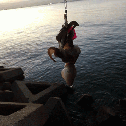 姫路イイダコ(2018-1)