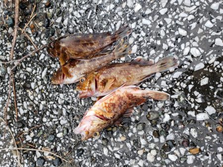 再び舞鶴エリアへ・・・