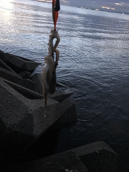 姫路イイダコ(2018-2)