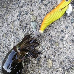 秋イカエギング