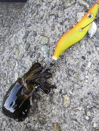 秋イカエギング