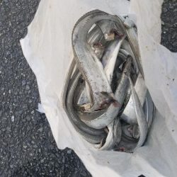 92.5㎝ゲット！やはり一本針は最強？大爆釣