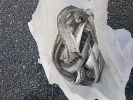 92.5㎝ゲット！やはり一本針は最強？大爆釣