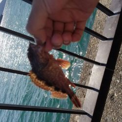 カワハギとアオリとゴミ拾い