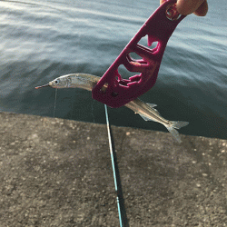 姫路サビキとサヨリ釣り