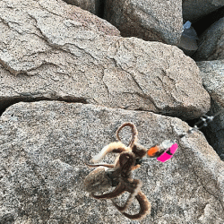 姫路イイダコ(2018-3)