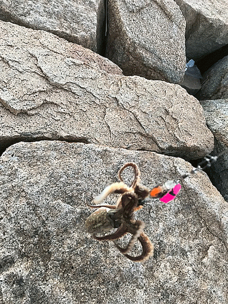 姫路イイダコ(2018-3)