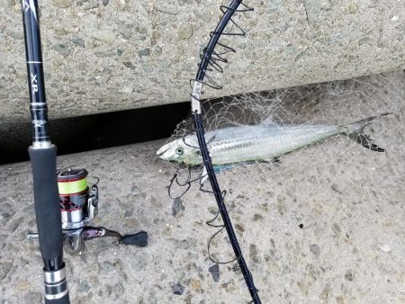 夕マズメ青物調査