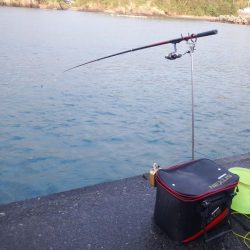 今シーズン初ヤエン