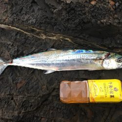 ショアジギング