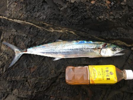 ショアジギング