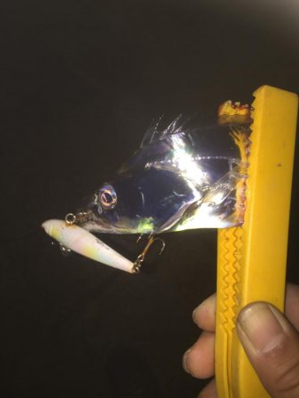 ハードルアーでもタチウオ