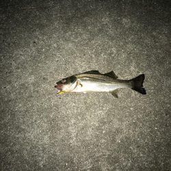 ワインドからのライトゲーム