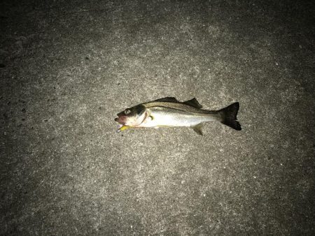 ワインドからのライトゲーム